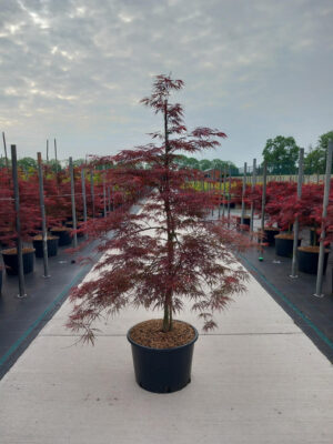 Acer palmatum 'Garnet'