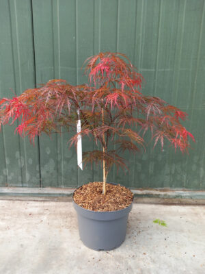 Acer palmatum 'Garnet'