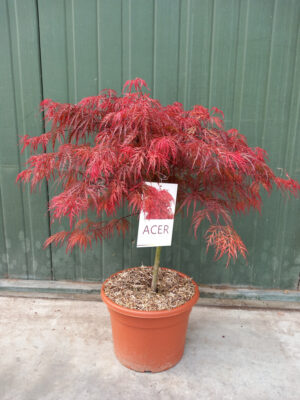 Acer palmatum 'Garnet'