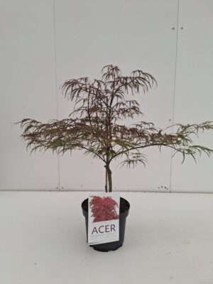 Acer palmatum 'Garnet'