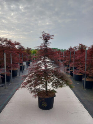Acer palmatum 'Garnet'