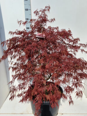 Acer palmatum 'Garnet'