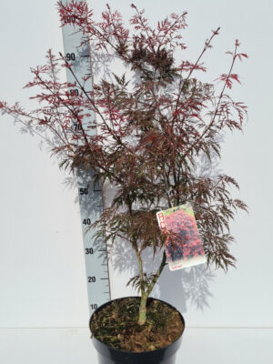 Acer palmatum 'Garnet'
