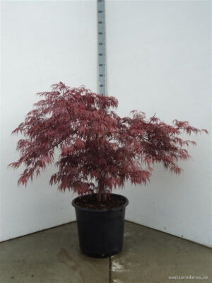 Acer palmatum 'Garnet' - Vaxtinredarna.se