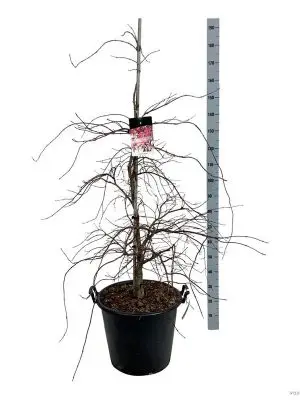 Acer palmatum 'Garnet' - Vaxtinredarna.se