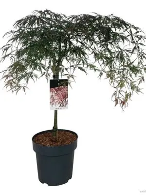 Acer palmatum 'Garnet'