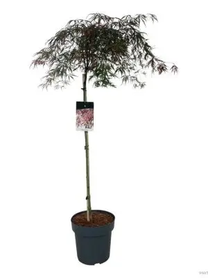 Acer palmatum 'Garnet'