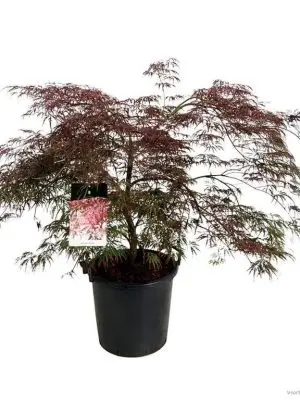 Acer palmatum 'Garnet'