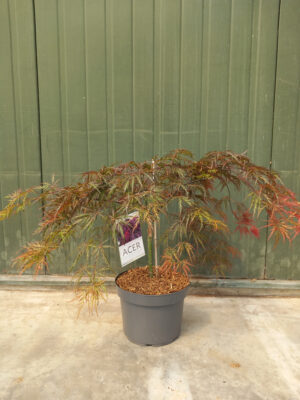 Acer palmatum 'Inaba-shidare'