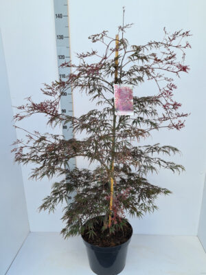 Acer palmatum 'Inaba-shidare'