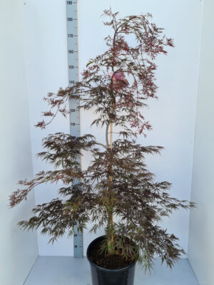 Acer palmatum 'Inaba-shidare'