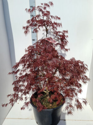 Acer palmatum 'Inaba-shidare'