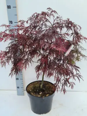 Acer palmatum 'Inaba-shidare'