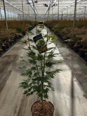 Acer palmatum 'Jade' - Vaxtinredarna.se