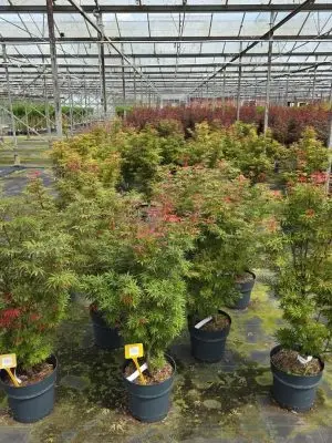 Acer palmatum 'Jerre Schwartz'