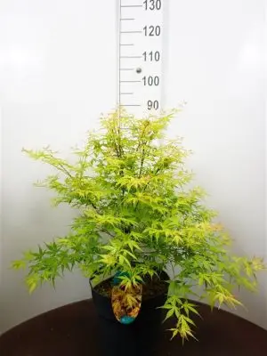 Acer palmatum 'Katsura'
