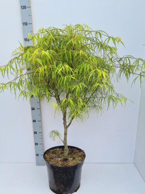 Acer palmatum 'Koto-no-ito'