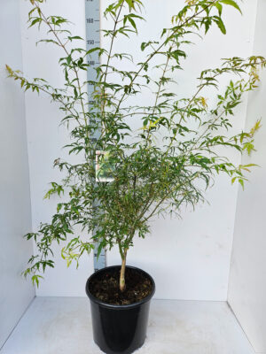 Acer palmatum 'Koto-no-ito'