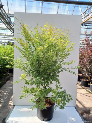 Acer palmatum 'Metamorphosa'