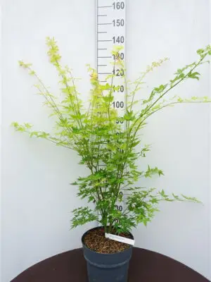Acer palmatum 'Orange Dream' - Vaxtinredarna.se