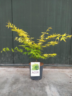 Acer palmatum 'Orange Dream'