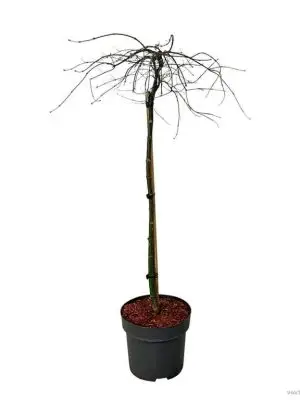 Acer palmatum 'Orangeola' - Vaxtinredarna.se