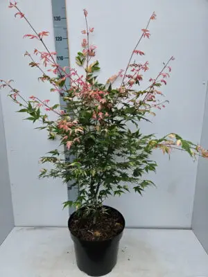 Acer palmatum 'Oridono-Nishiki'