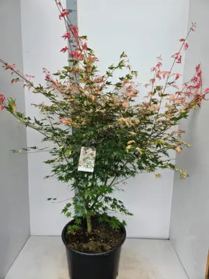 Acer palmatum 'Oridono-Nishiki'