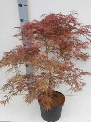 Acer palmatum 'Ornatum'