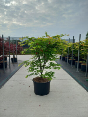 Acer palmatum 'Osakazuki'