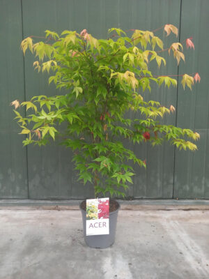 Acer palmatum 'Osakazuki'