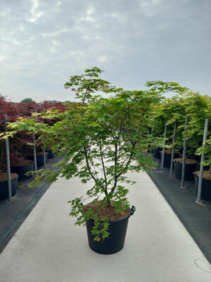 Acer palmatum 'Osakazuki'