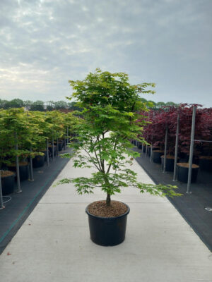 Acer palmatum 'Osakazuki'