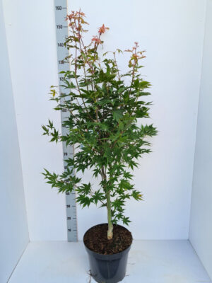 Acer palmatum 'Osakazuki'