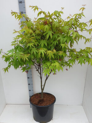 Acer palmatum 'Osakazuki'