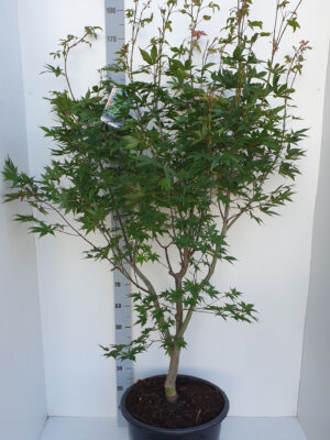 Acer palmatum 'Osakazuki'