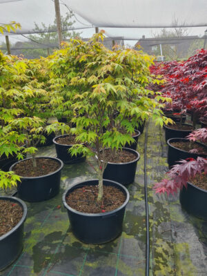 Acer palmatum 'Osakazuki'