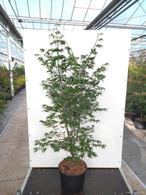 Acer palmatum 'Osakazuki'