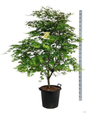 Acer palmatum 'Osakazuki' - Vaxtinredarna.se