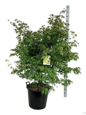 Acer palmatum 'Osakazuki' - Vaxtinredarna.se