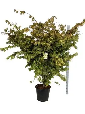 Acer palmatum 'Osakazuki' - Vaxtinredarna.se
