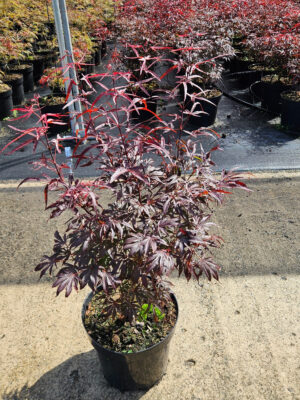 Acer palmatum 'Pevé Dave'