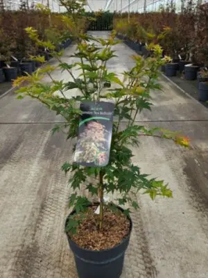 Acer palmatum 'Pevé Multicolor' - Vaxtinredarna.se