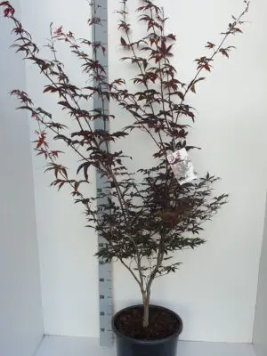 Acer palmatum 'Red Emperor'