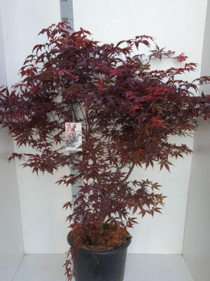 Acer palmatum 'Red Emperor'