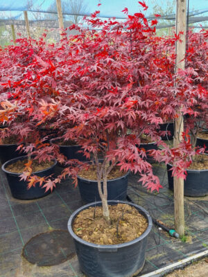 Acer palmatum 'Red Emperor'
