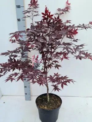 Acer palmatum 'Red Emperor'
