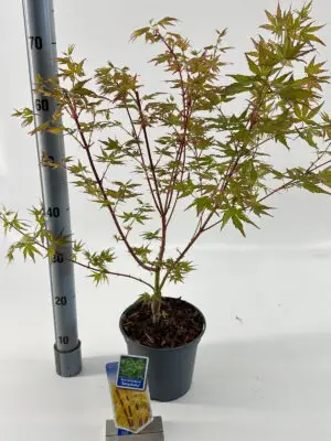 Acer palmatum 'Sangokaku'