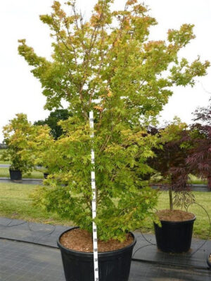 Acer palmatum 'Sangokaku'