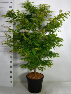 Acer palmatum 'Sangokaku'